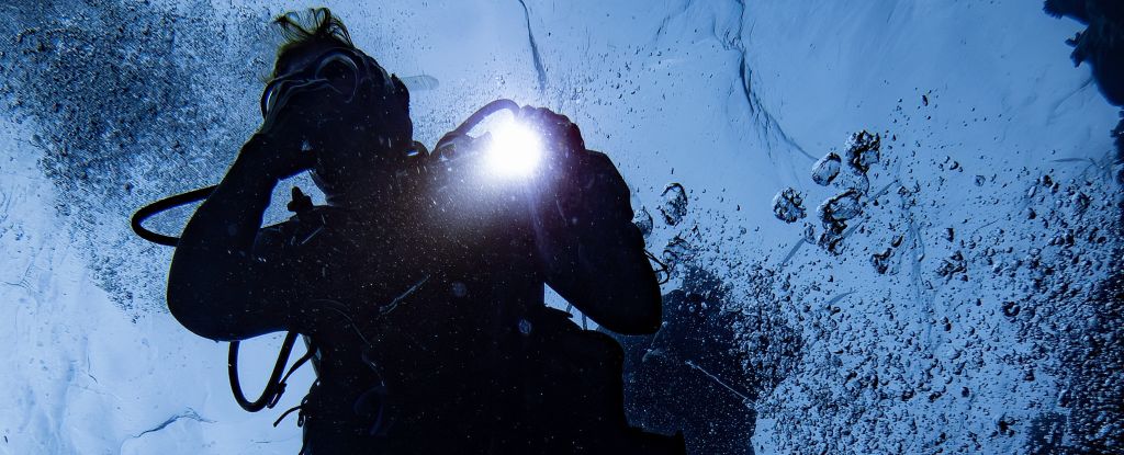 One-Fifth of Earth's Oceans Have Darkened, Endangering Marine Life