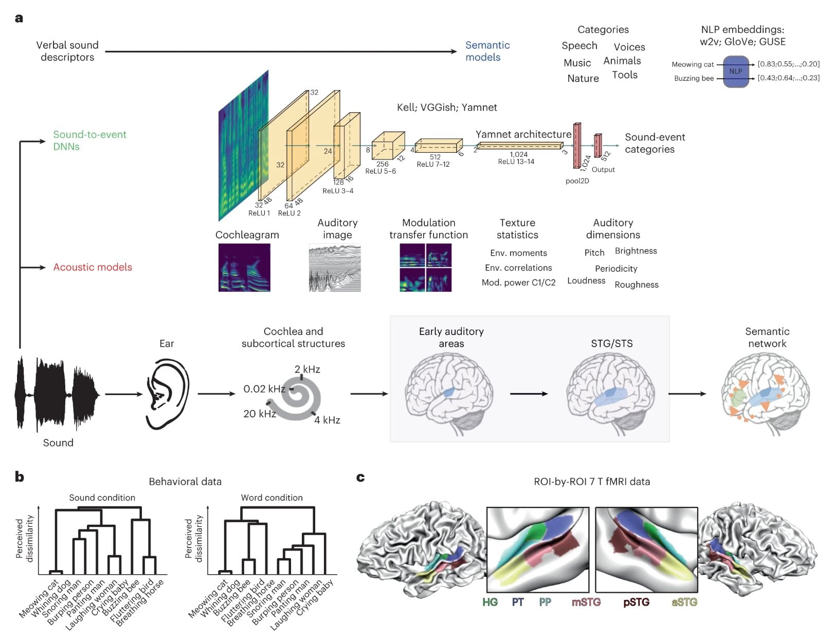 Featured image for Predicting Natural Sound Processing through Brain Activity Analysis.
