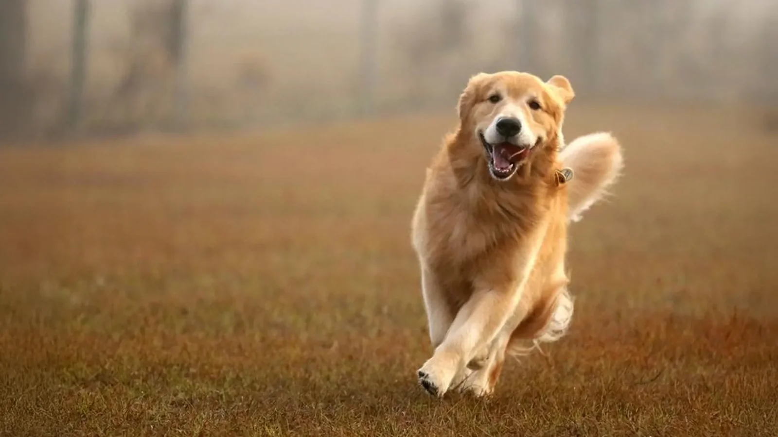 Shared genes tie golden retrievers' temperament to human emotions
