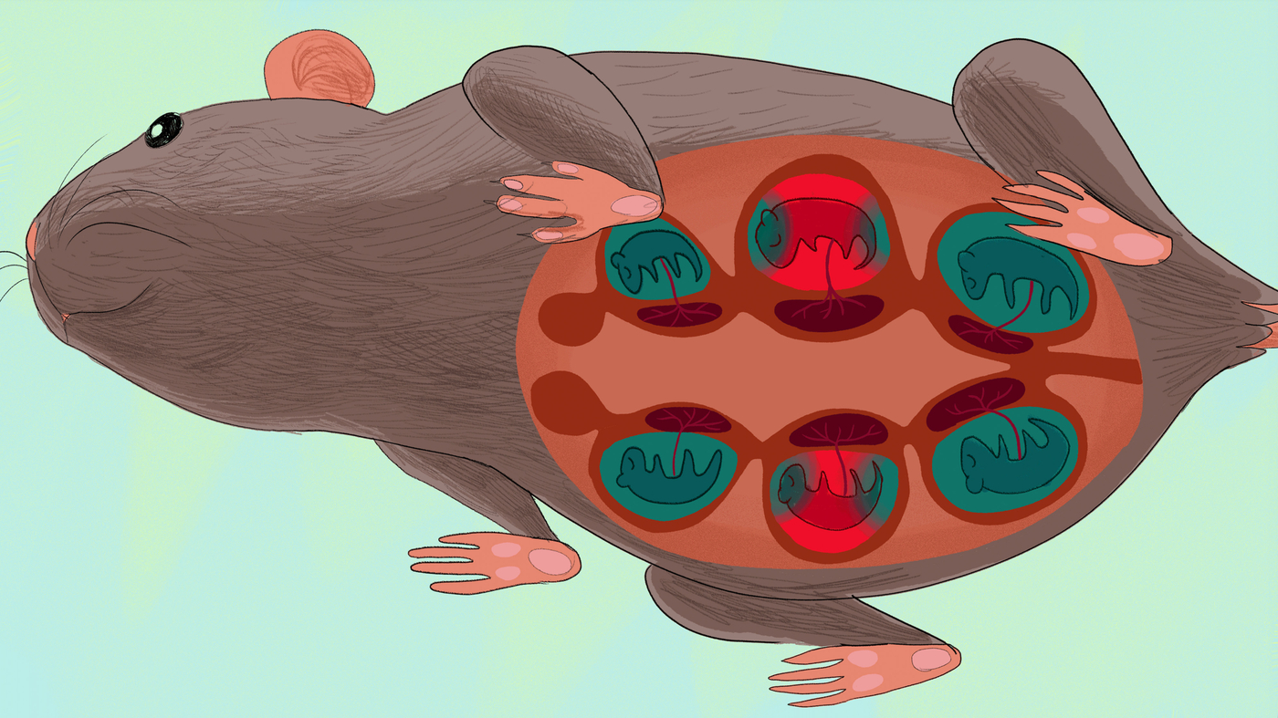 Featured image for "In Utero Influence: How Male Fetal Hormones Impact Female Siblings"