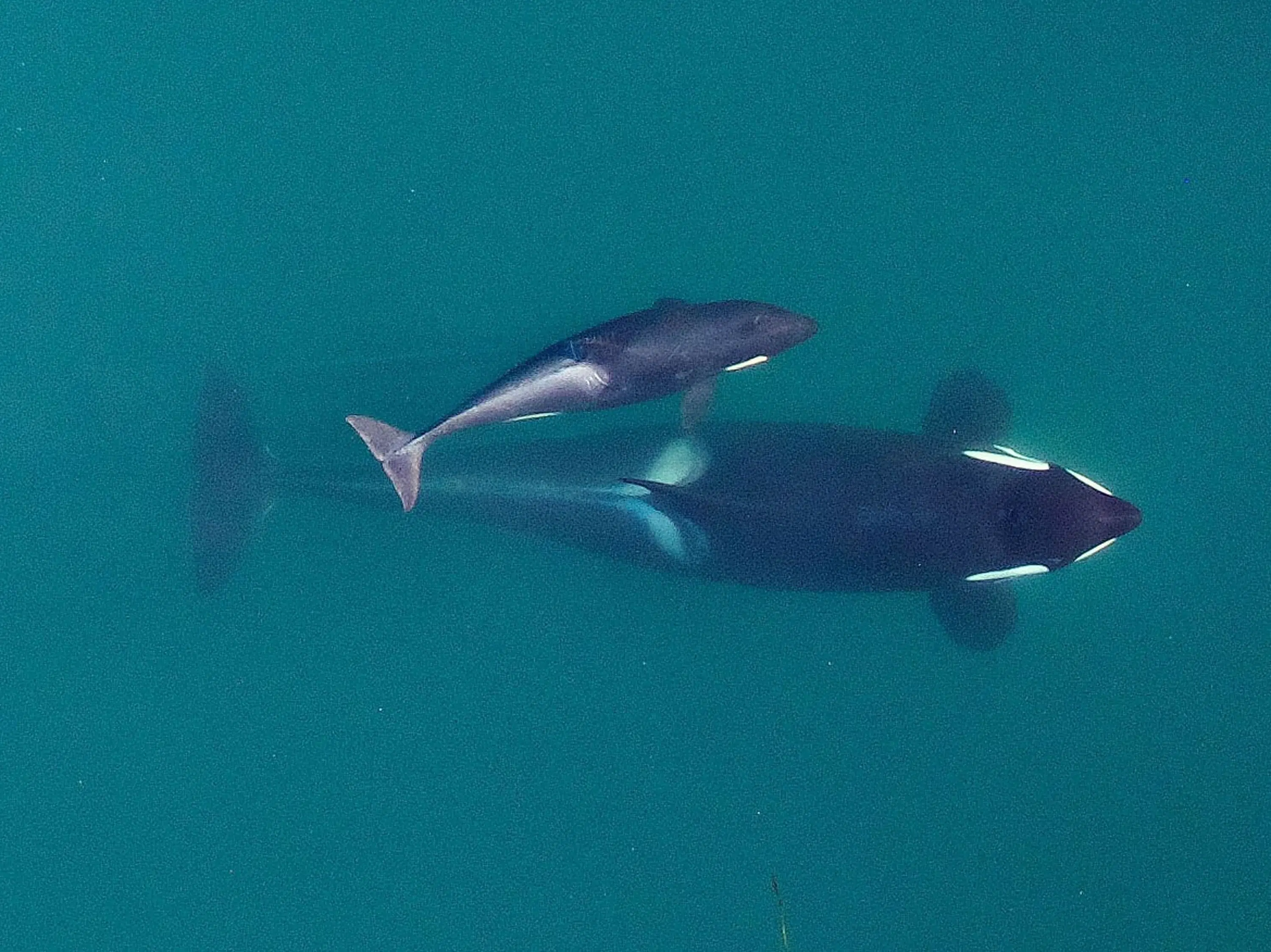 Inbreeding Threatens Endangered Orcas.