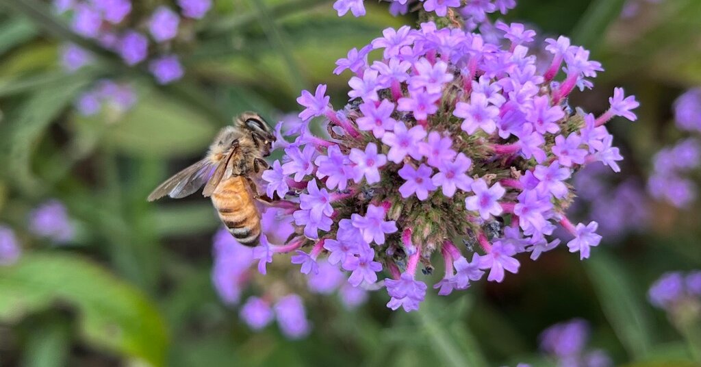 Featured image for NYT Spelling Bee Answers and Hints for Late December 2025 and Early January 2026
