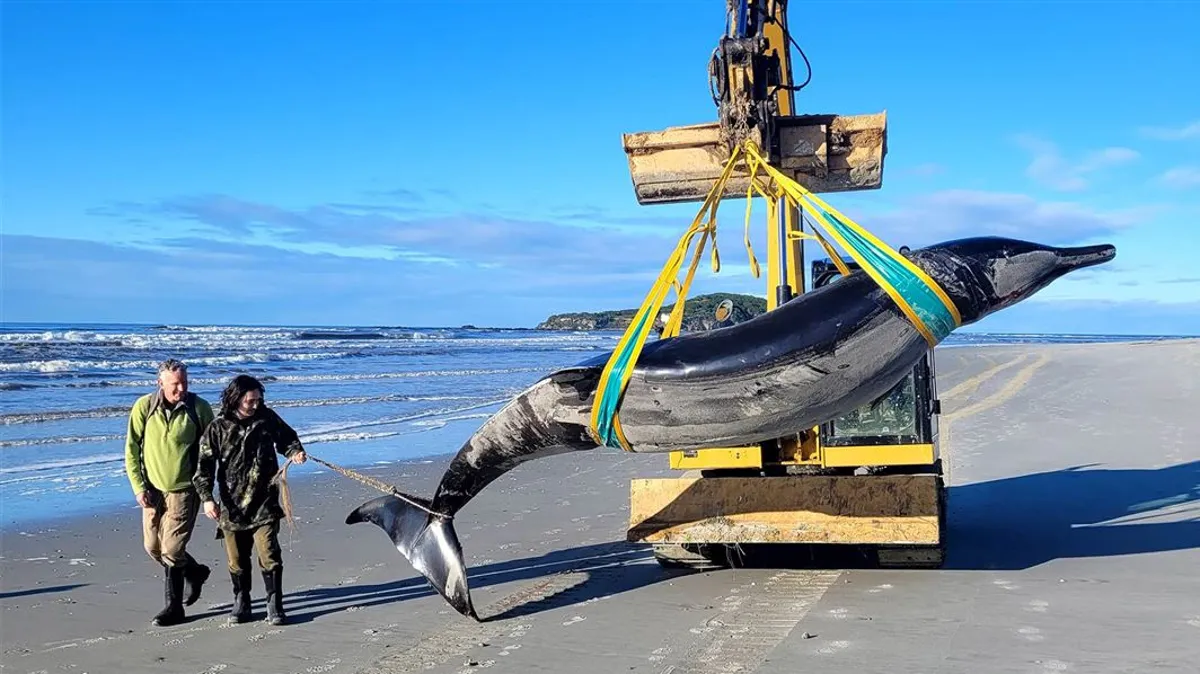 Featured image for "World's Rarest Whale Possibly Found on New Zealand Beach"