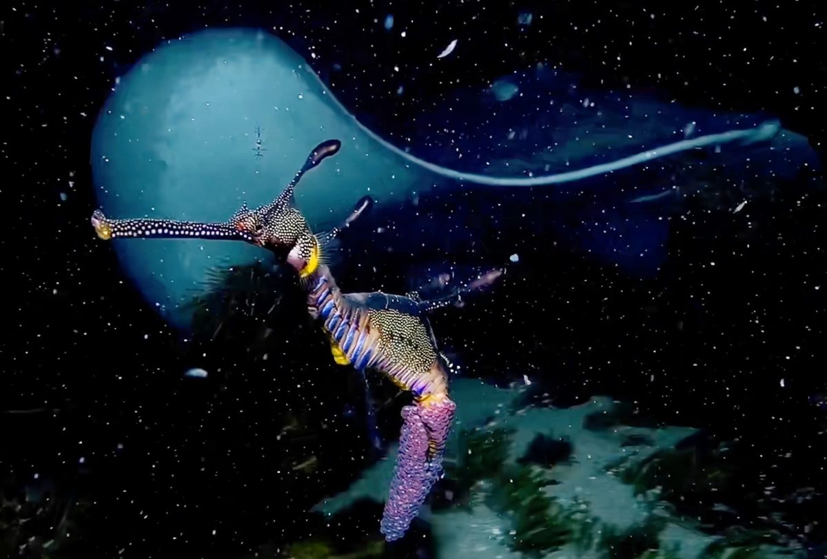 Featured image for Night Diver Encounters Massive Marine Creature in Australia