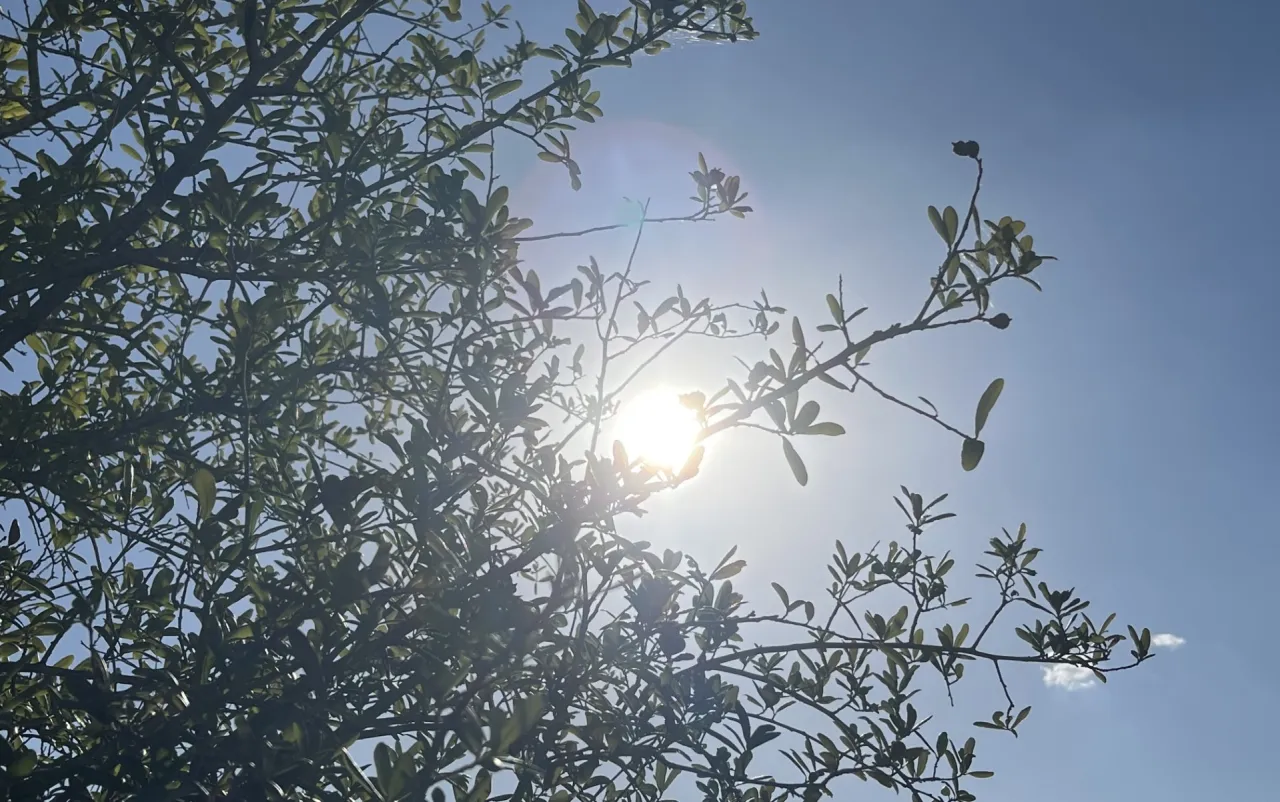 Featured image for Texas Heatwave: Record-Breaking Temperatures Scorch Austin and North Texas