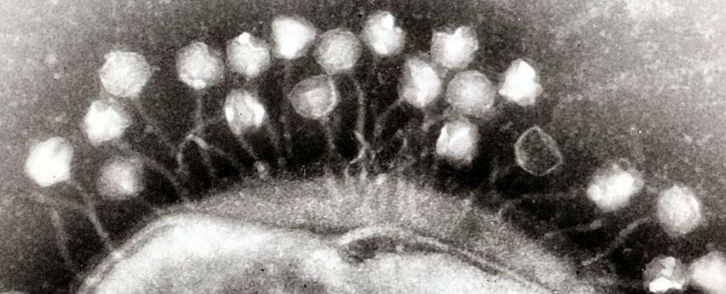 Unraveling the Mystery of the 'Rapunzel' Virus' Long Tail