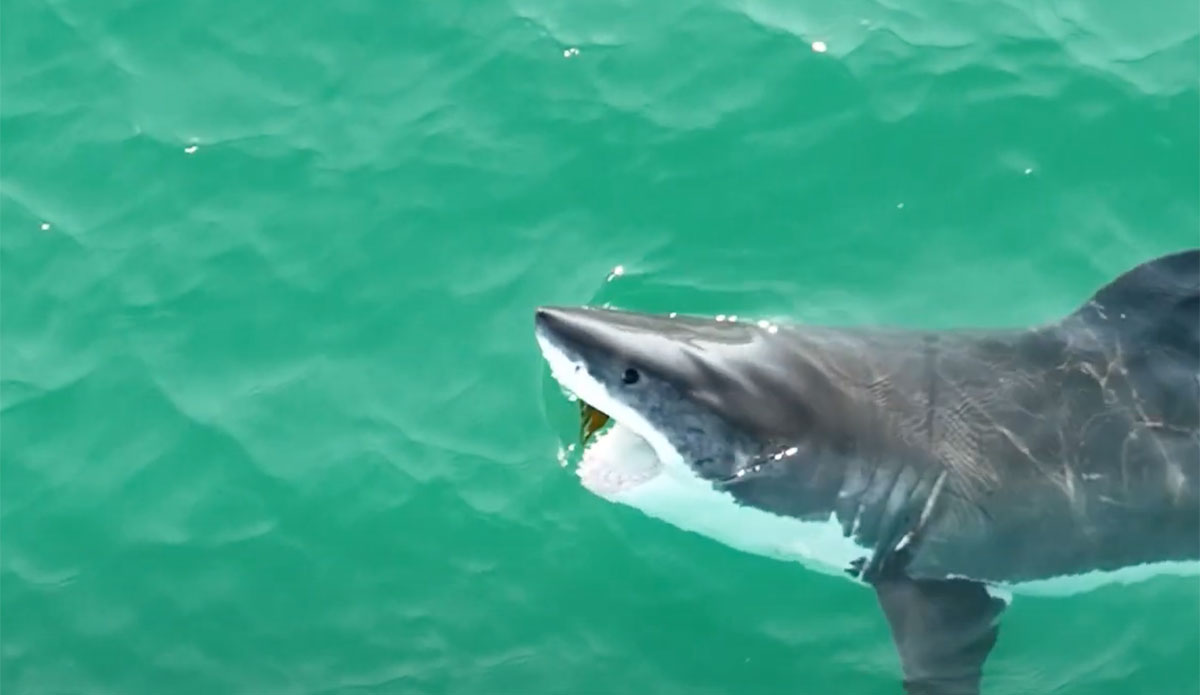 Featured image for "Stunning 14-Minute Great White Shark Footage"