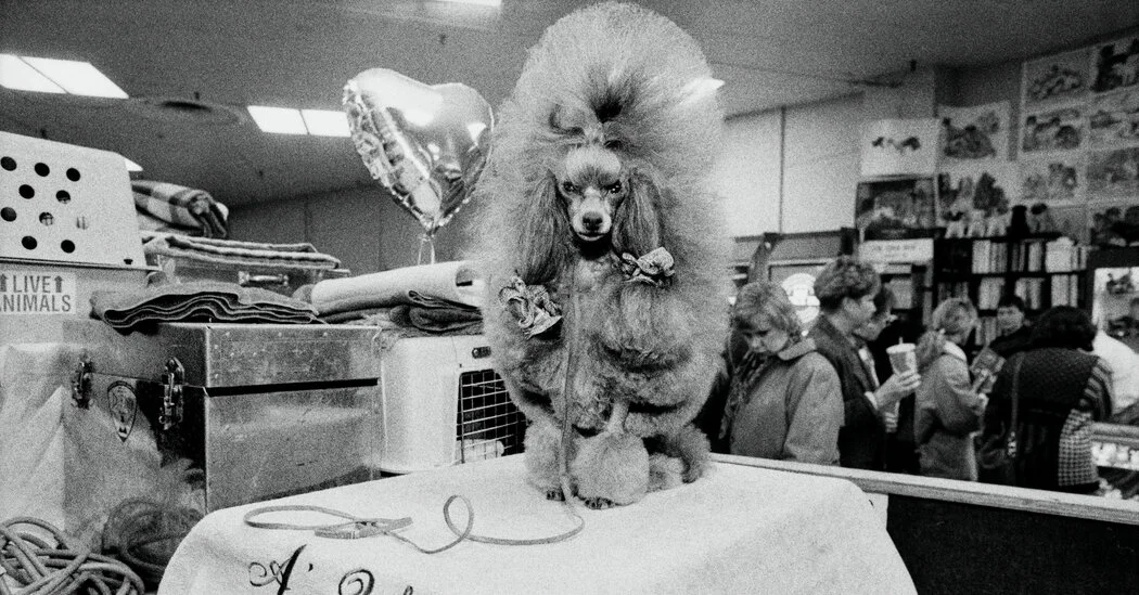 Paws and Portraits: A Century of Westminster Dogs in Pictures