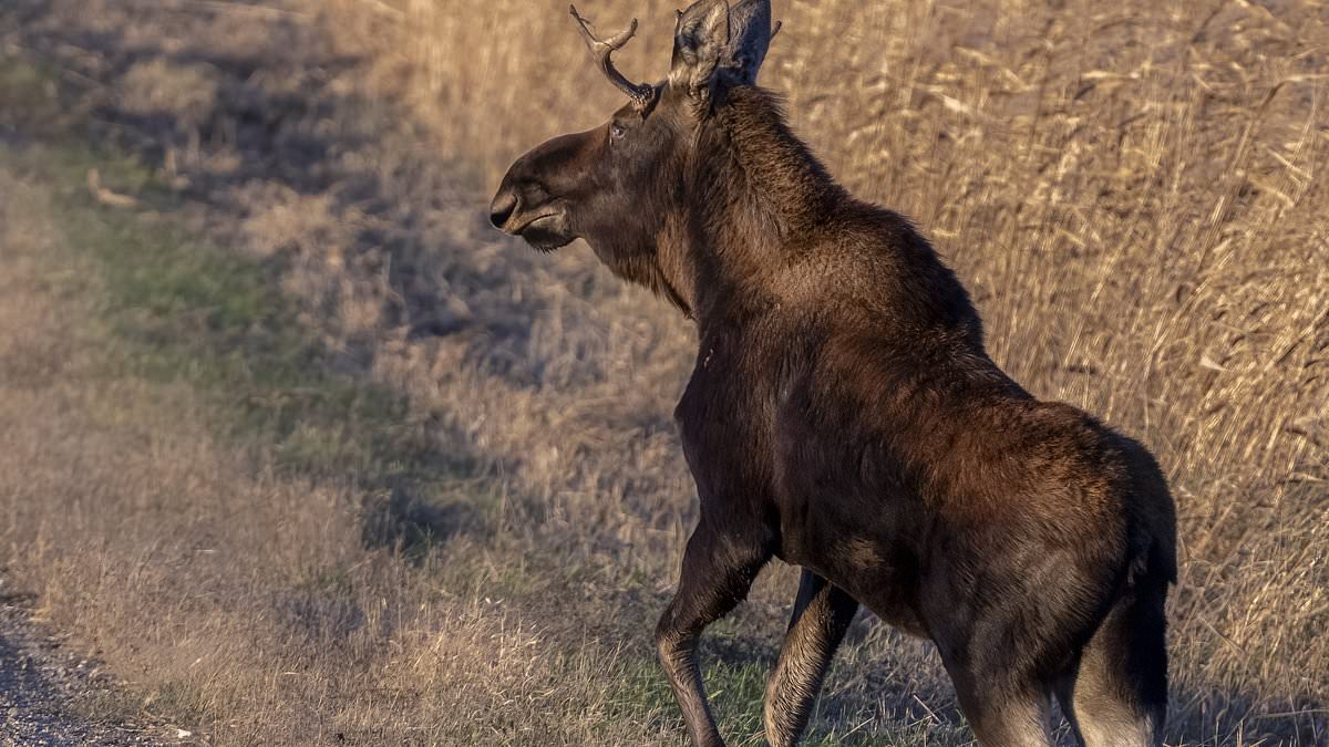 "Viral Moose on the Loose: Tracking the Midwest's Famous Rut"