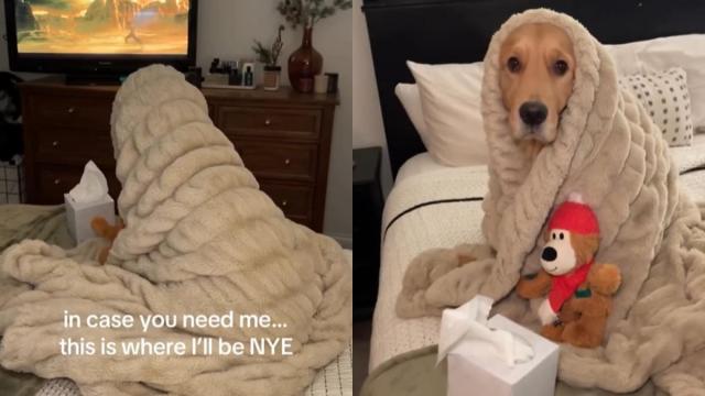 Featured image for Golden Retriever Cuddles Up for Favorite Show Finale