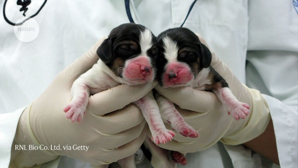 Featured image for The Enduring Legacy of Dolly the Sheep: CRISPR Cattle and Cloned Camels