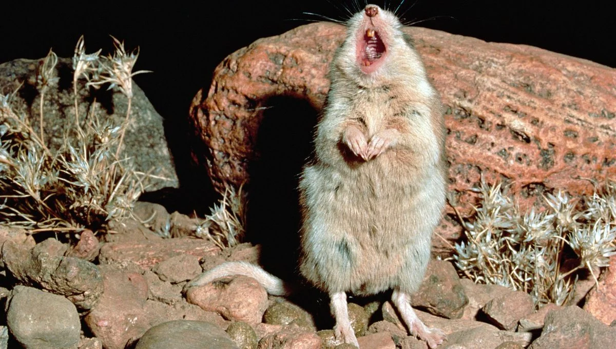Unique Mouse That Howls at the Moon