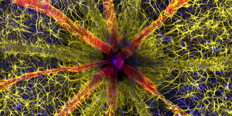 Featured image for "Microscopic Marvels: Unveiling the Winners of Nikon Small World 2023 Contest"