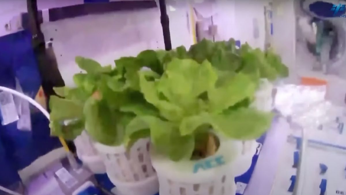 China's Astronauts Cultivate a Thriving 'Space Garden' in Orbit