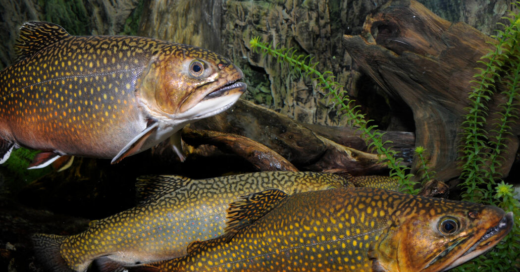 Featured image for "The Rise of Lover Boys: Understanding the Phenomenon"