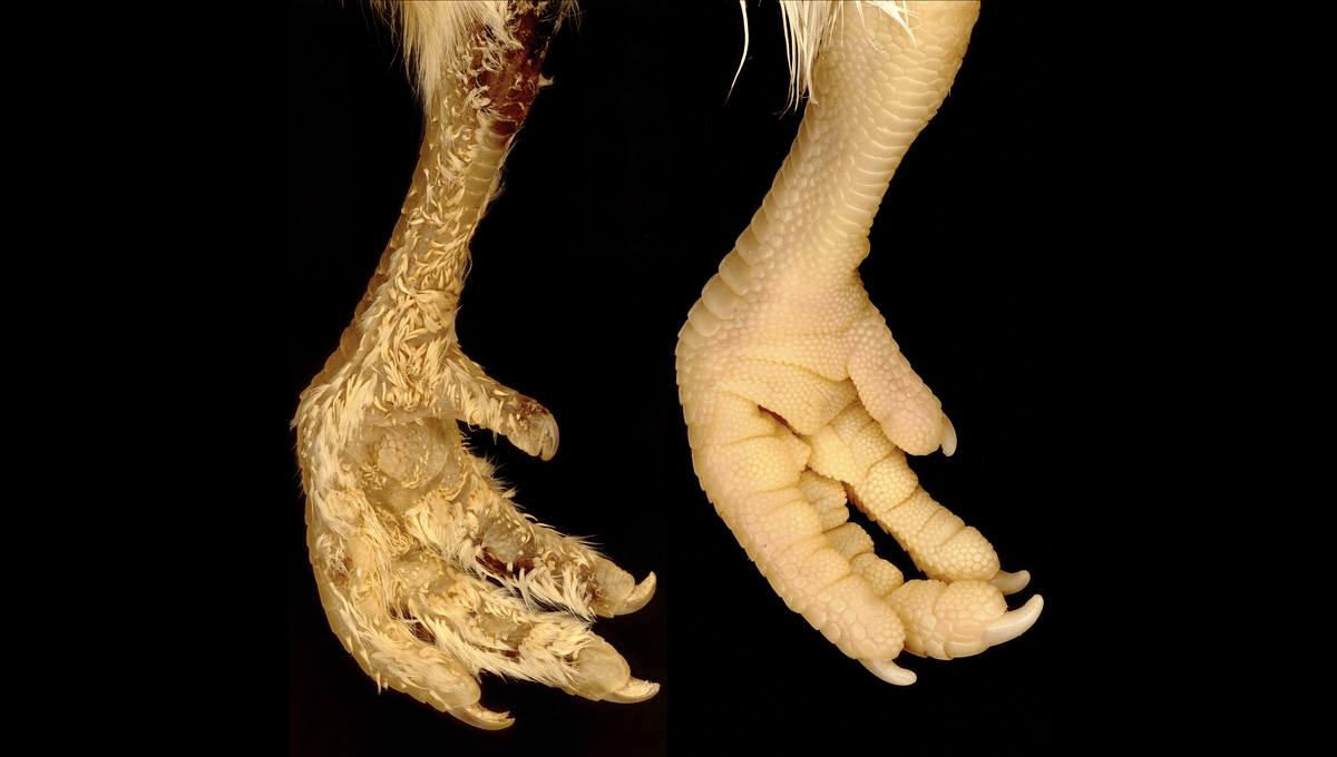 Featured image for The Genetics of Scales and Feathers