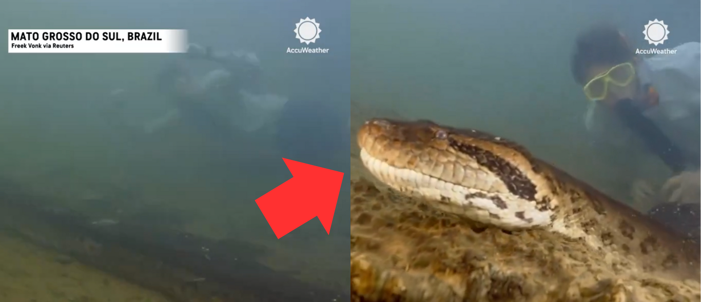 Featured image for "Massive New Anaconda Species Uncovered in Amazon Rainforest"