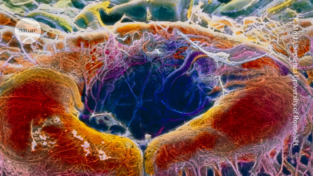 Featured image for "Gut Bacteria's Role in Inherited Eye Diseases Revealed"