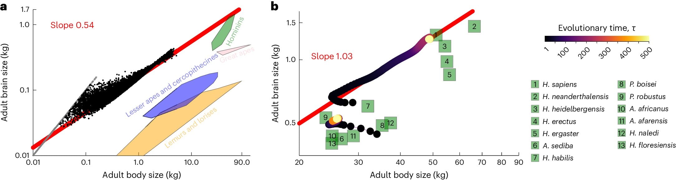 Featured image for "Brain Growth Linked to Energy Shift from Ovarian Follicles, Says Biologist"