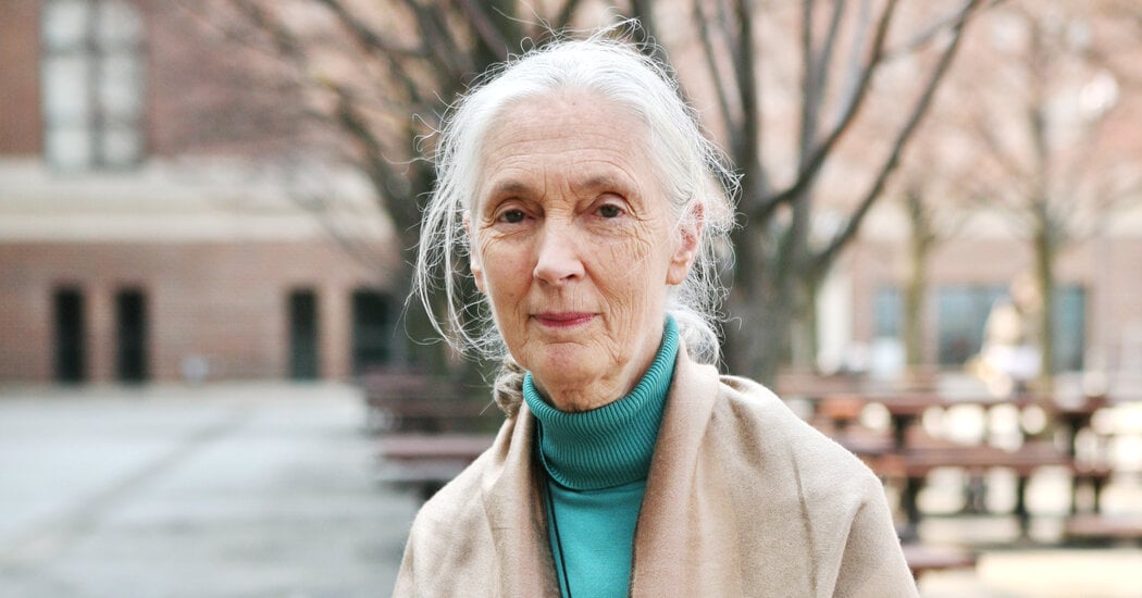 Featured image for Jane Goodall: A Life of Conservation, Dedication, and Inspiration