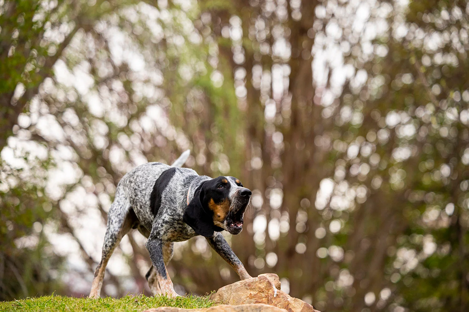 Smokey XII Debuts as UT’s Newest Volunteer Mascot