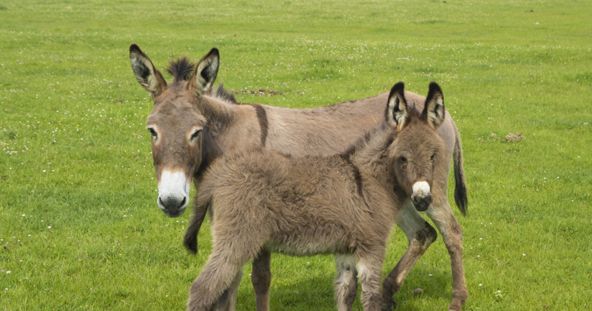 Featured image for Donkey Leaves Baby with Human Mom for a Break