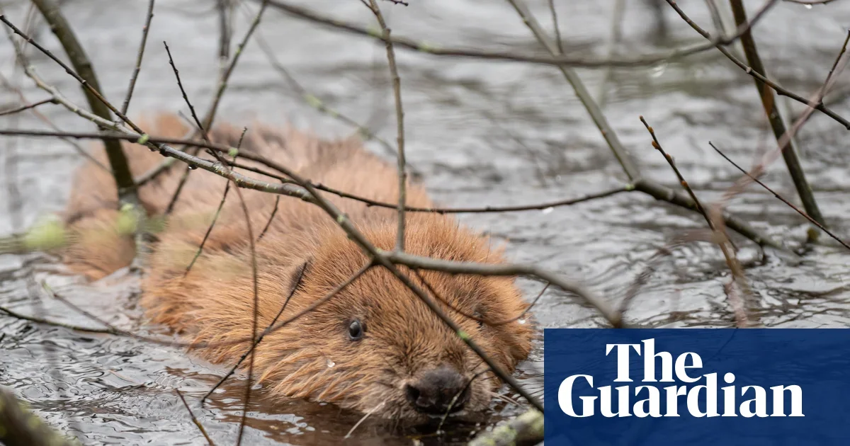 England's first legal wild beaver release aims to restore river ecosystems
