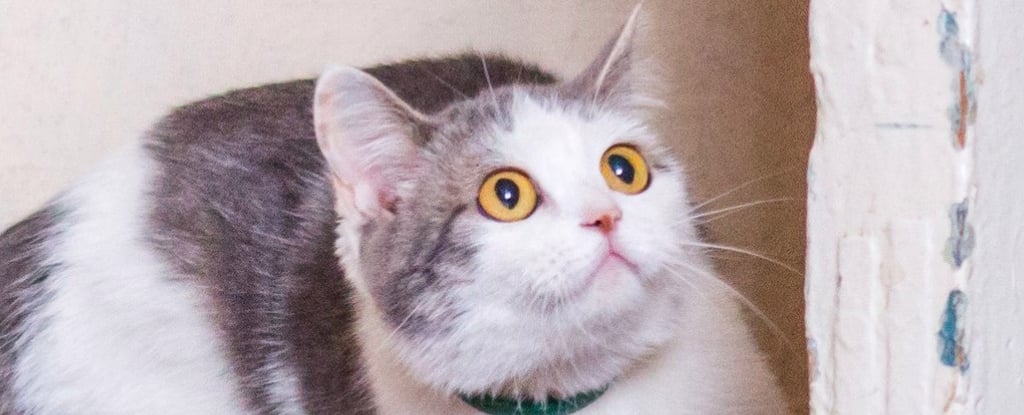 Skittish Cats May Signal Hidden Illness