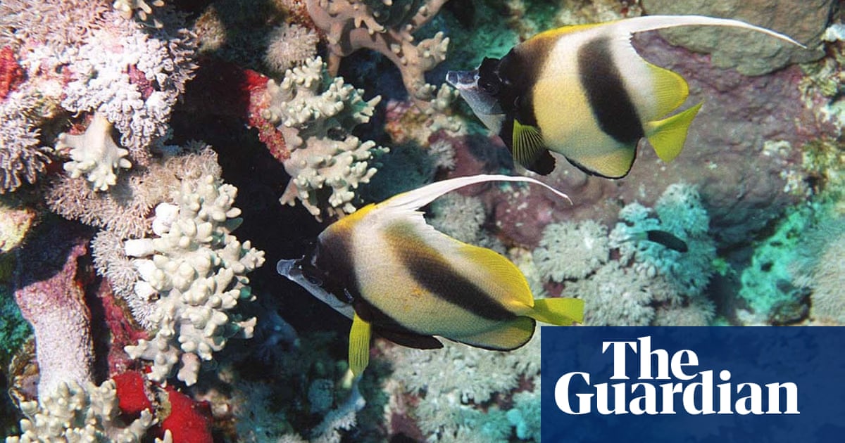 Coral-eating fish feces may benefit reefs as 'probiotics'