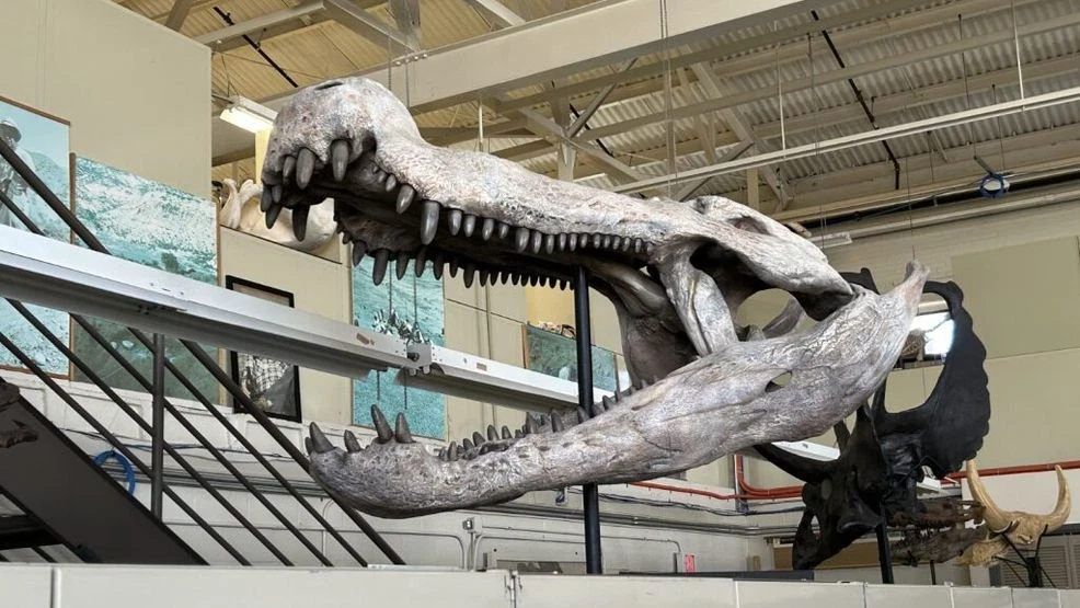 Featured image for Texas Flood Uncovers Dinosaur Footprints, Revealing Prehistoric Insights