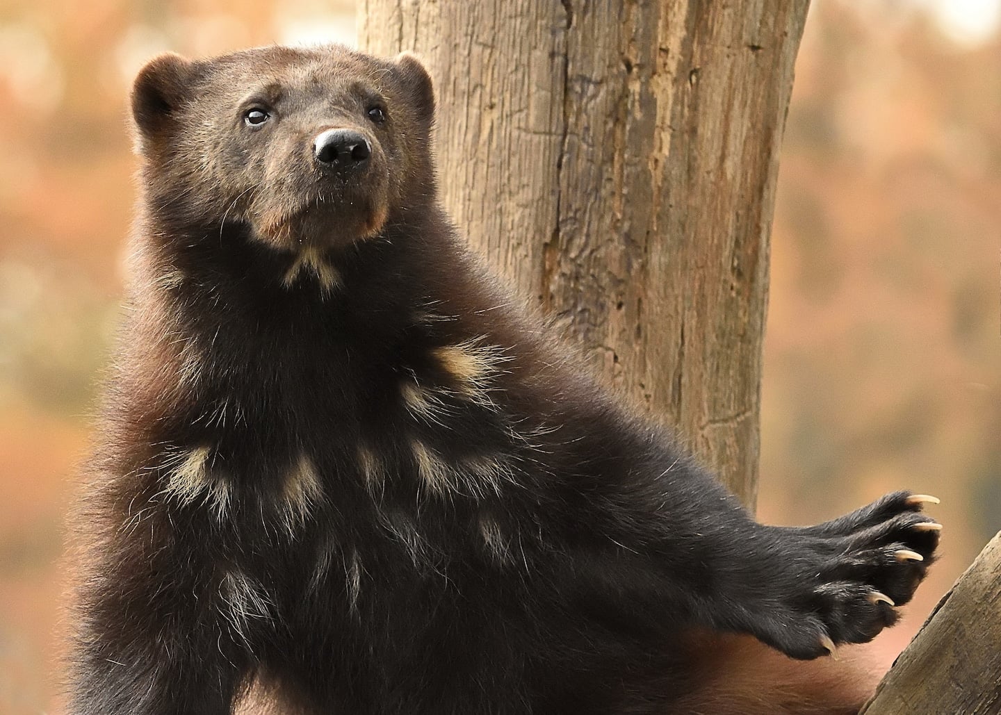 Featured image for Wolverines in Lower 48 gain protection under Endangered Species Act