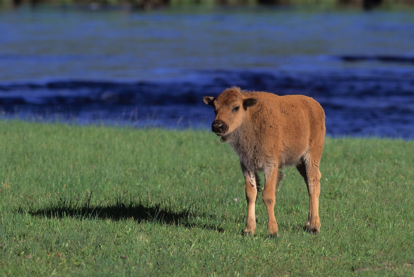 Yellowstone euthanizes bison calf after interference by park visitor.