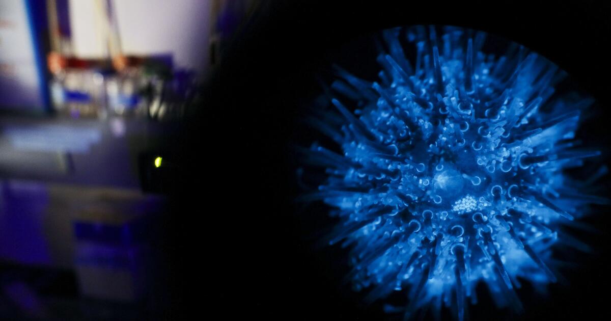 Featured image for Scripps Scientists Achieve Transgenic Sea Urchin Breakthrough