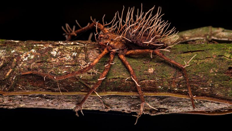 "Unveiling Nature's Hidden Wonders: BMC Ecology and Evolution Image Competition 2023"