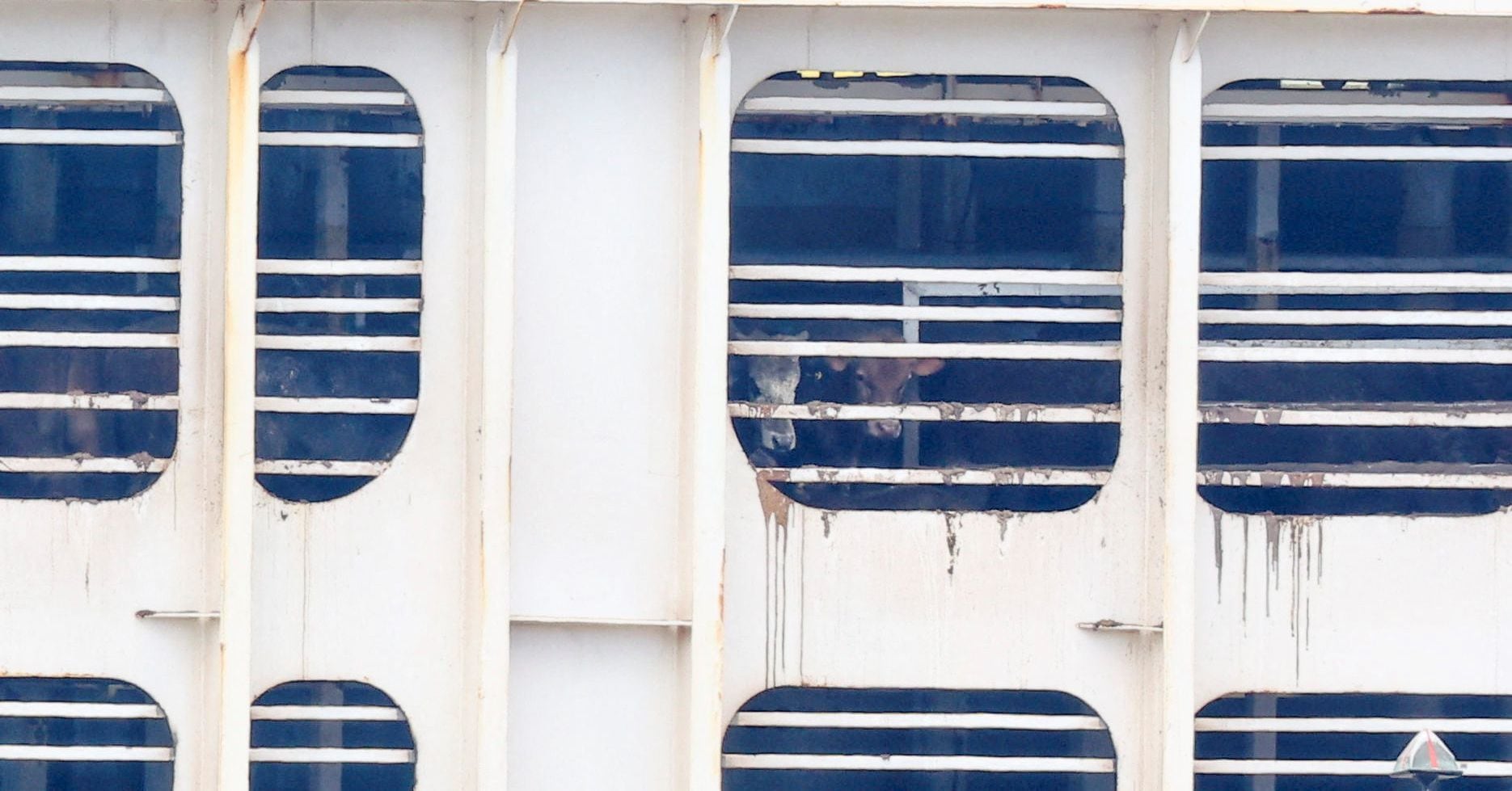 Featured image for "Kuwaiti Livestock Ship Causes Stench in Cape Town"