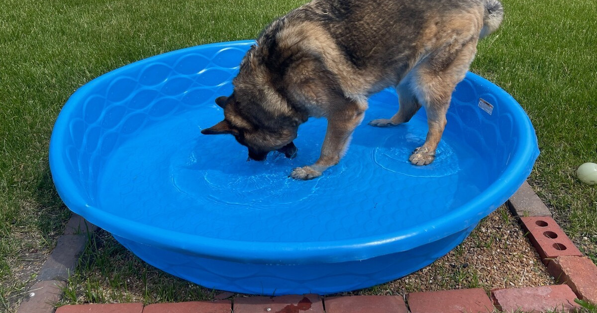 Featured image for German Shepherd's Humorous Watering Method for Canine Sibling