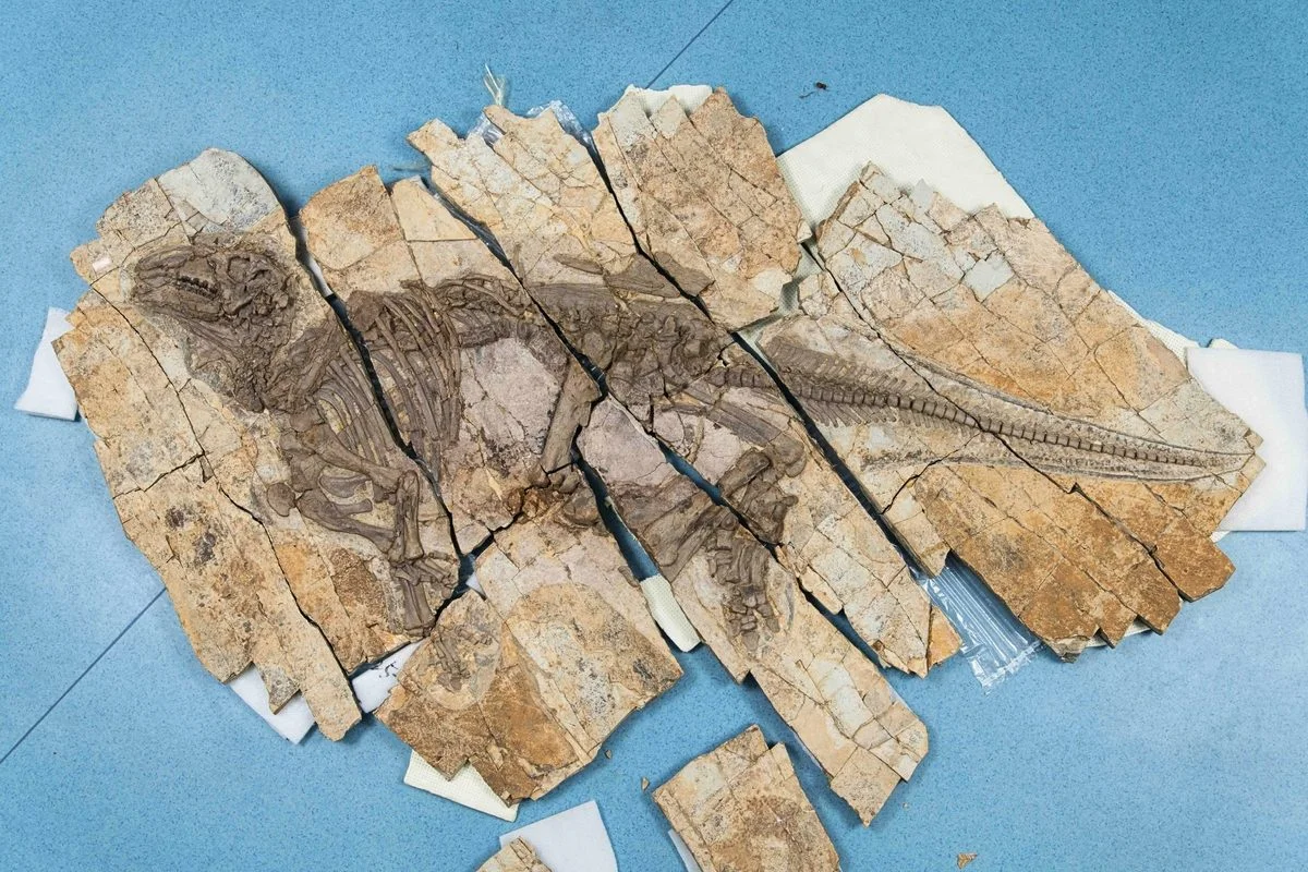 Spiny-armed Haolong dongi: a new Chinese iguanodontian reshapes dinosaur skin lore