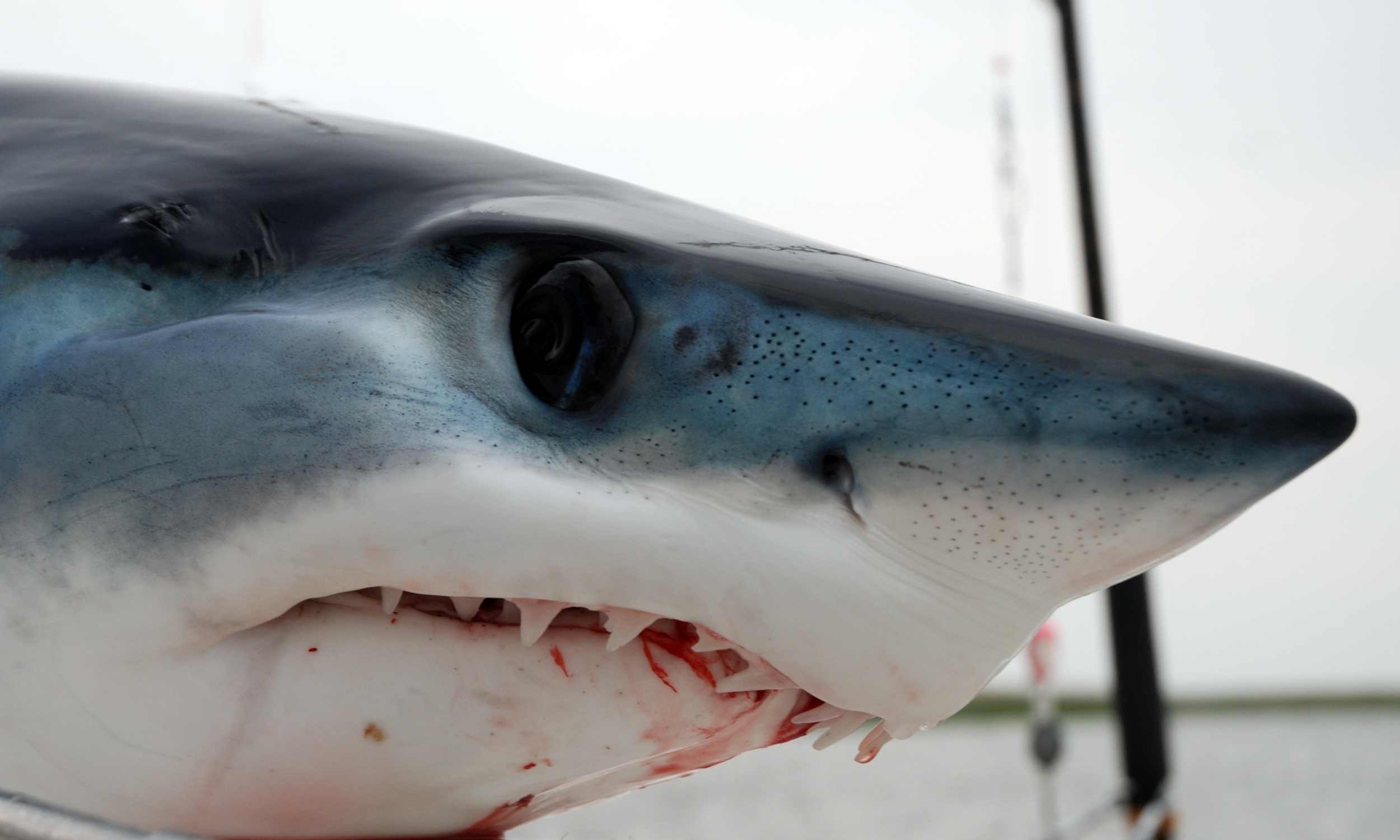 Featured image for Humans Fished Tuna and Sharks in Deep Waters 40,000 Years Ago