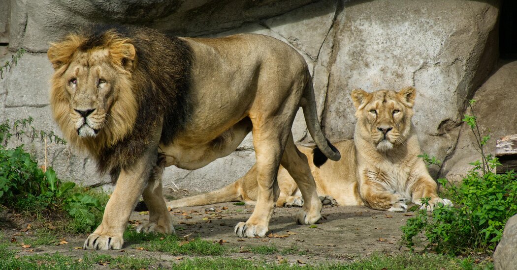 Featured image for Danish Zoo Plans to Feed Pets to Predators