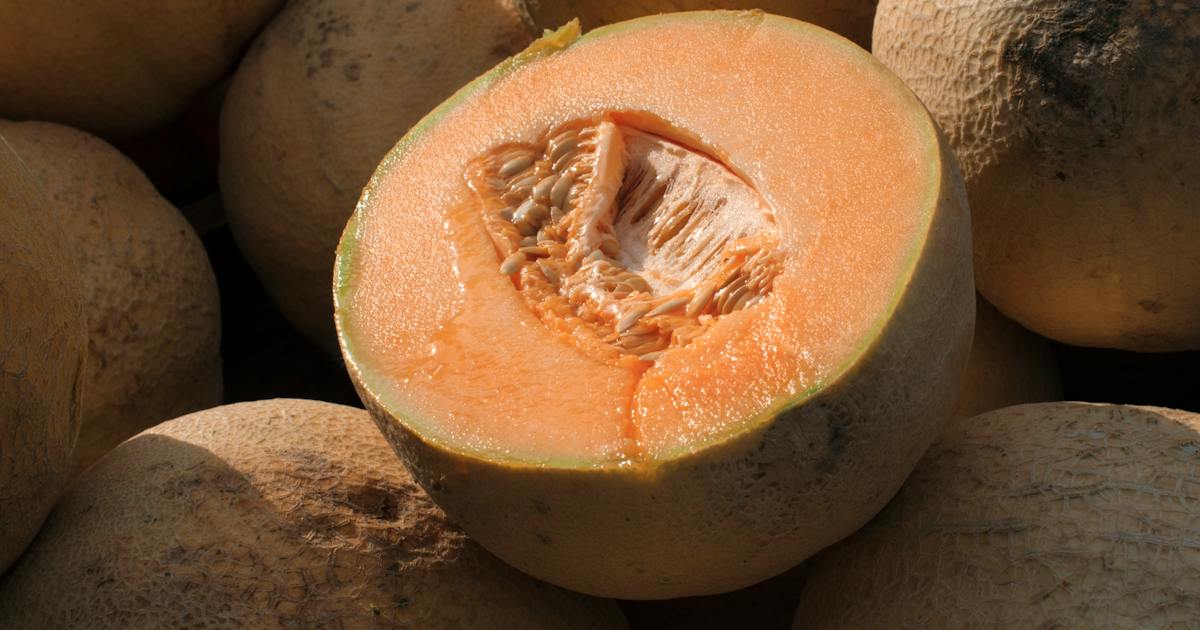 Featured image for Cantaloupe Salmonella Outbreak Claims Lives in Minnesota and Canada
