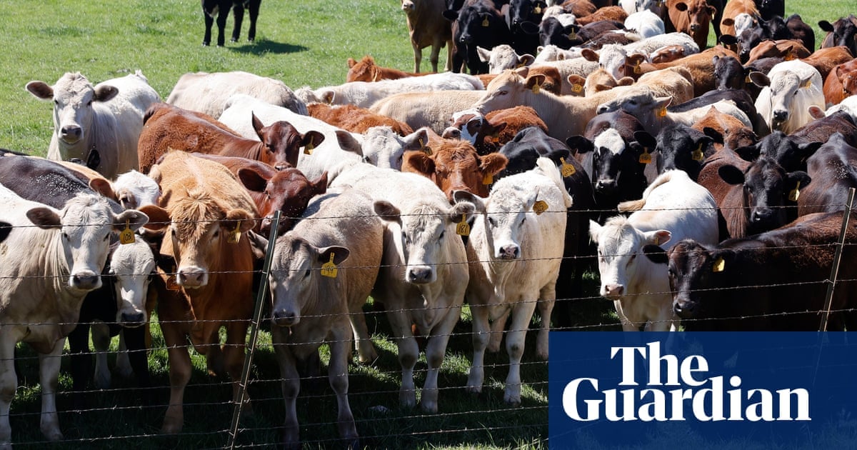 Featured image for Bird Flu Hits Minnesota Dairy Herd, First in State