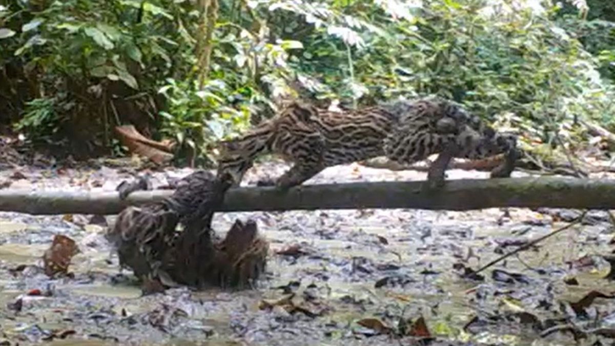 Featured image for Rare Footage: Sloth Fends off Ocelot Attack in Amazon Rainforest