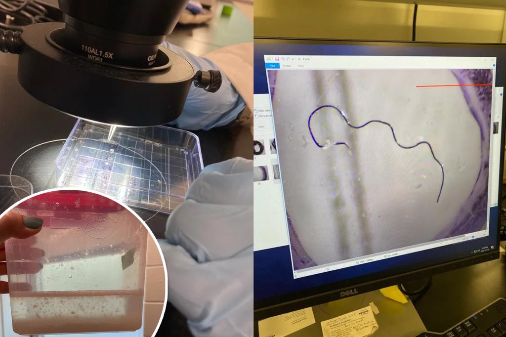 Featured image for "Alarming Study Reveals Microplastics in 90% of Meat and Plant-Based Foods"