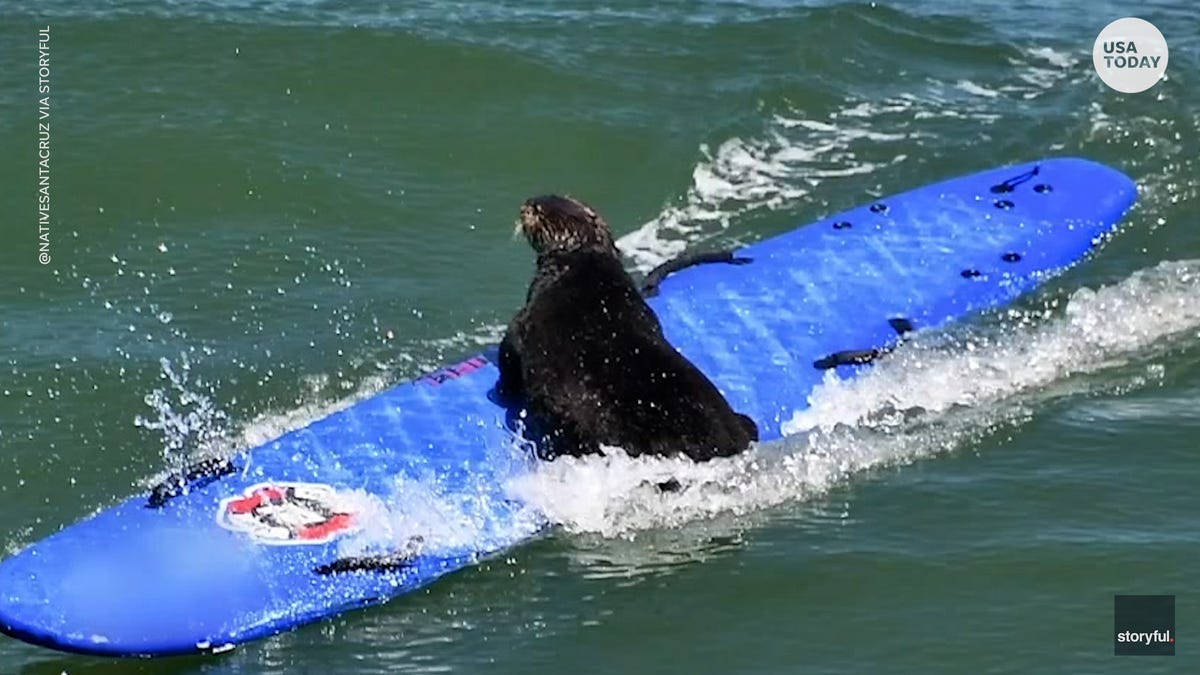 "Elusive Surfboard-Stealing Otter 841 Continues to Charm California Coast"