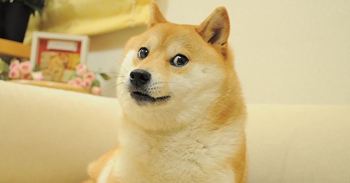 Featured image for Doge Meme Dog Kabosu Passes Away at 17
