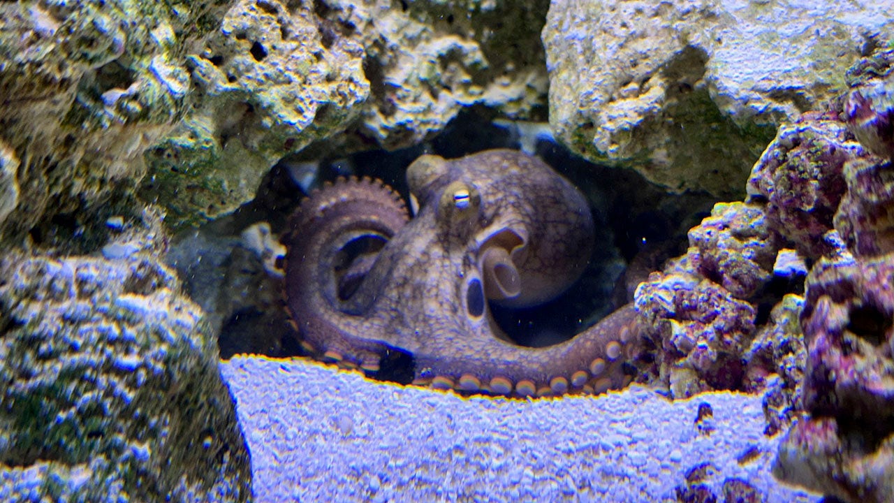 Featured image for "Oklahoma Family's Pet Octopus Becomes TikTok Sensation, Gives Birth to 50 Babies, Faces Tragic End"