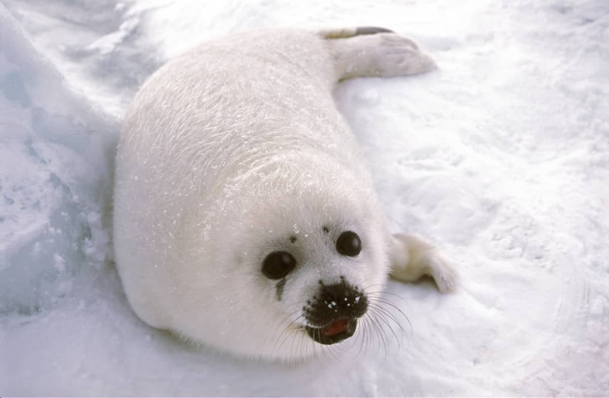 Heartwarming Moment: Harp Seal Cub Finds Comfort in Diver Amidst Melting Ice