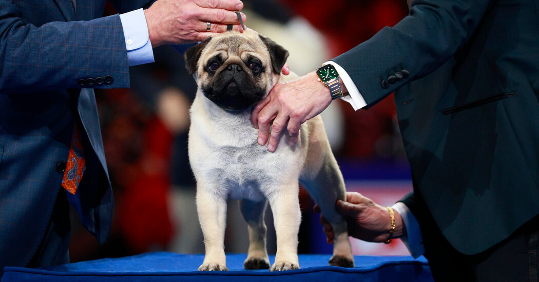 Featured image for Vito the Pug Makes History as First Pug to Win National Dog Show