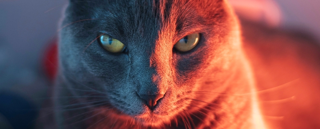 Featured image for Common Cat Parasite May Significantly Disrupt Brain Function