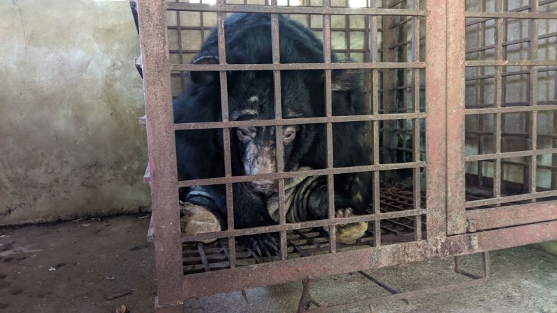 Featured image for Freeing Asia's Farmed Bears from Bile Extraction